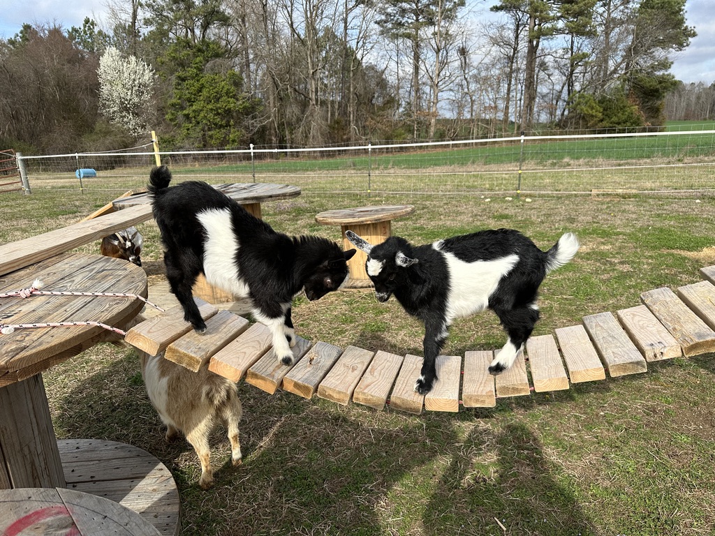 Goats moving along a wooden bridge at When Goats Fly