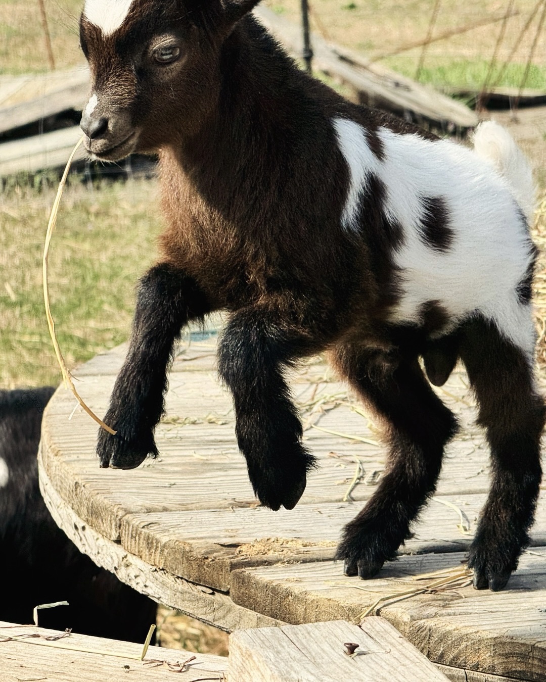 Goat leaping through the air at When Goats Fly