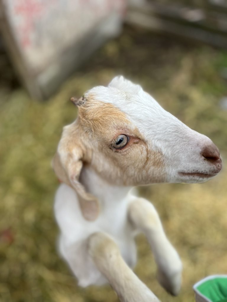 Opal, the goat who inspired the Opie character