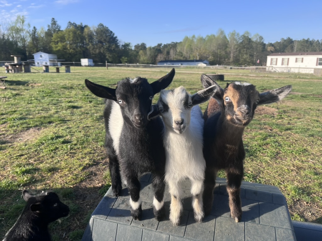 Three young goats standing together on a platform at When Goats Fly