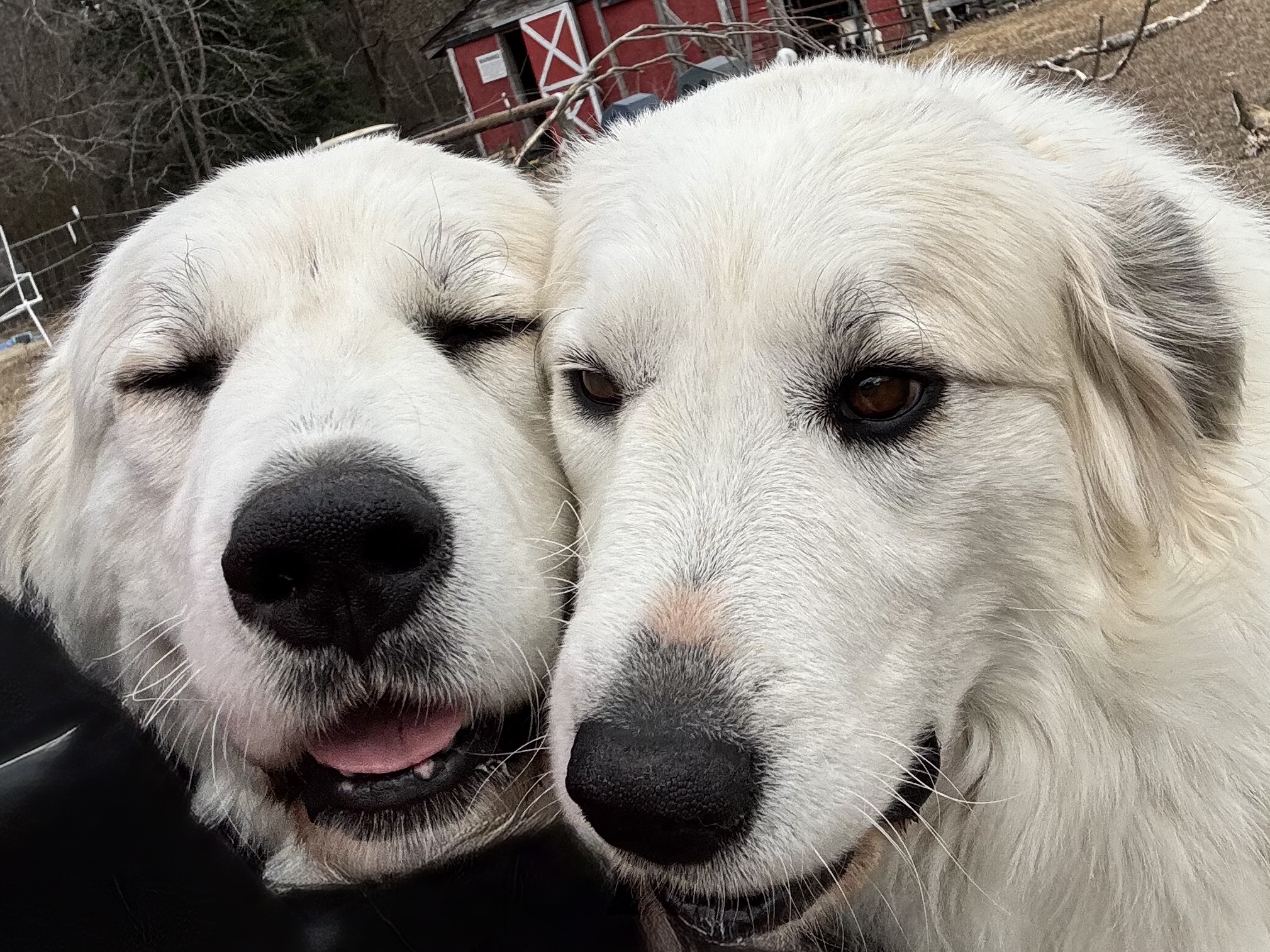 Myst and Storm, the farm’s two Great Pyrenees guardian dogs