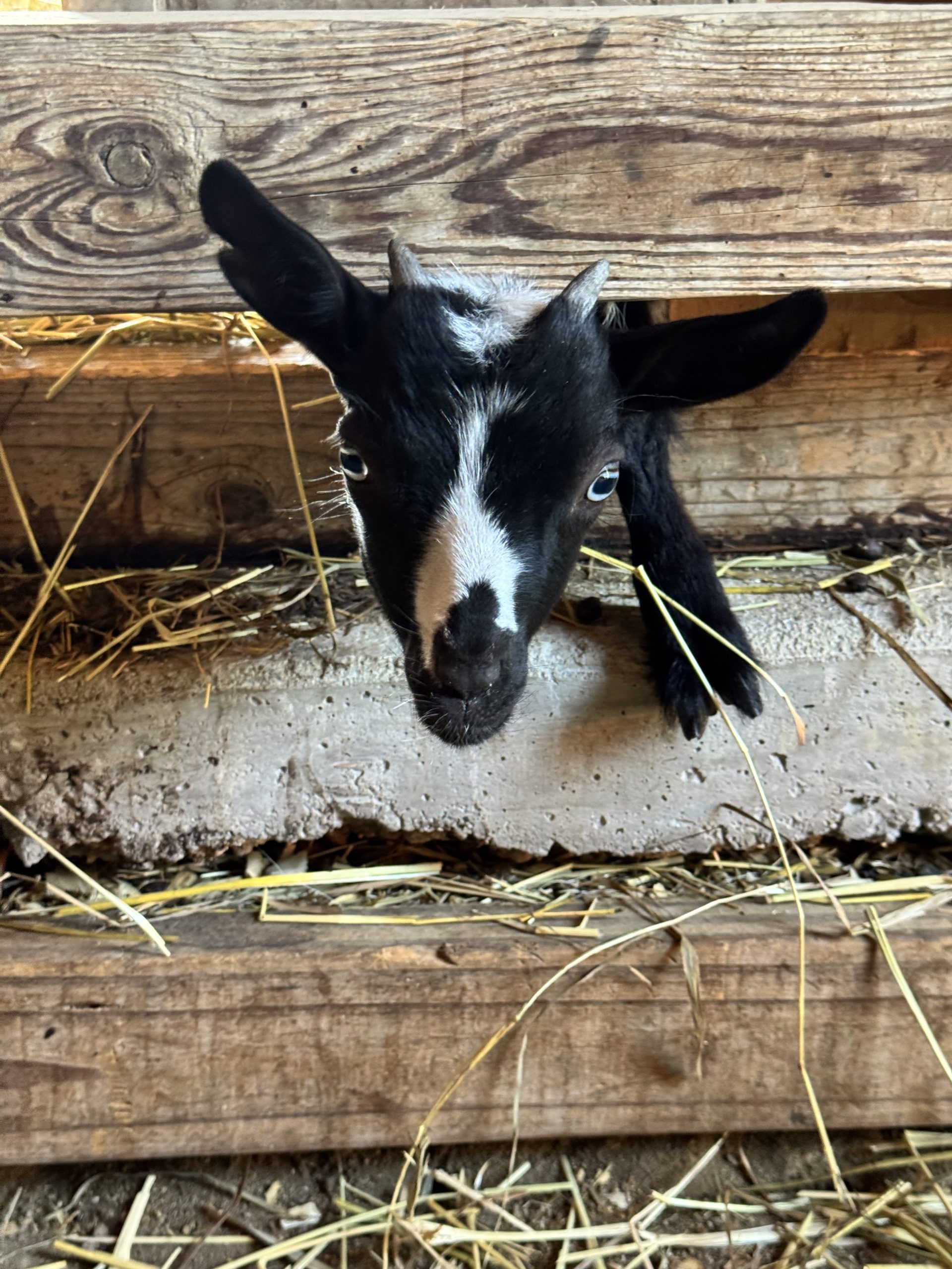 Goat peeking forward at When Goats Fly