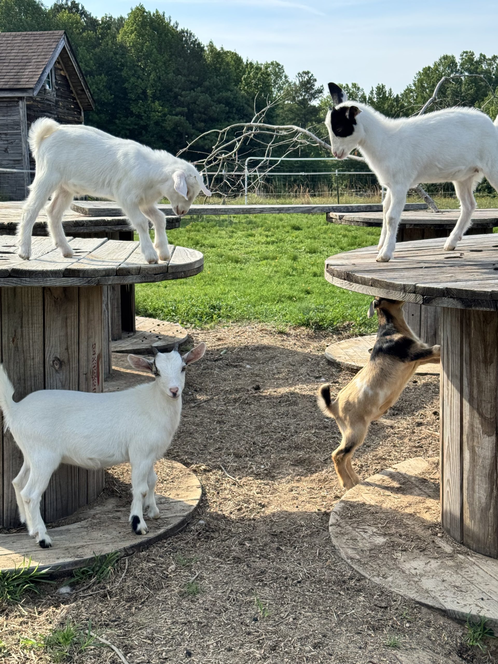 Four goats exploring wooden spools on the When Goats Fly farm