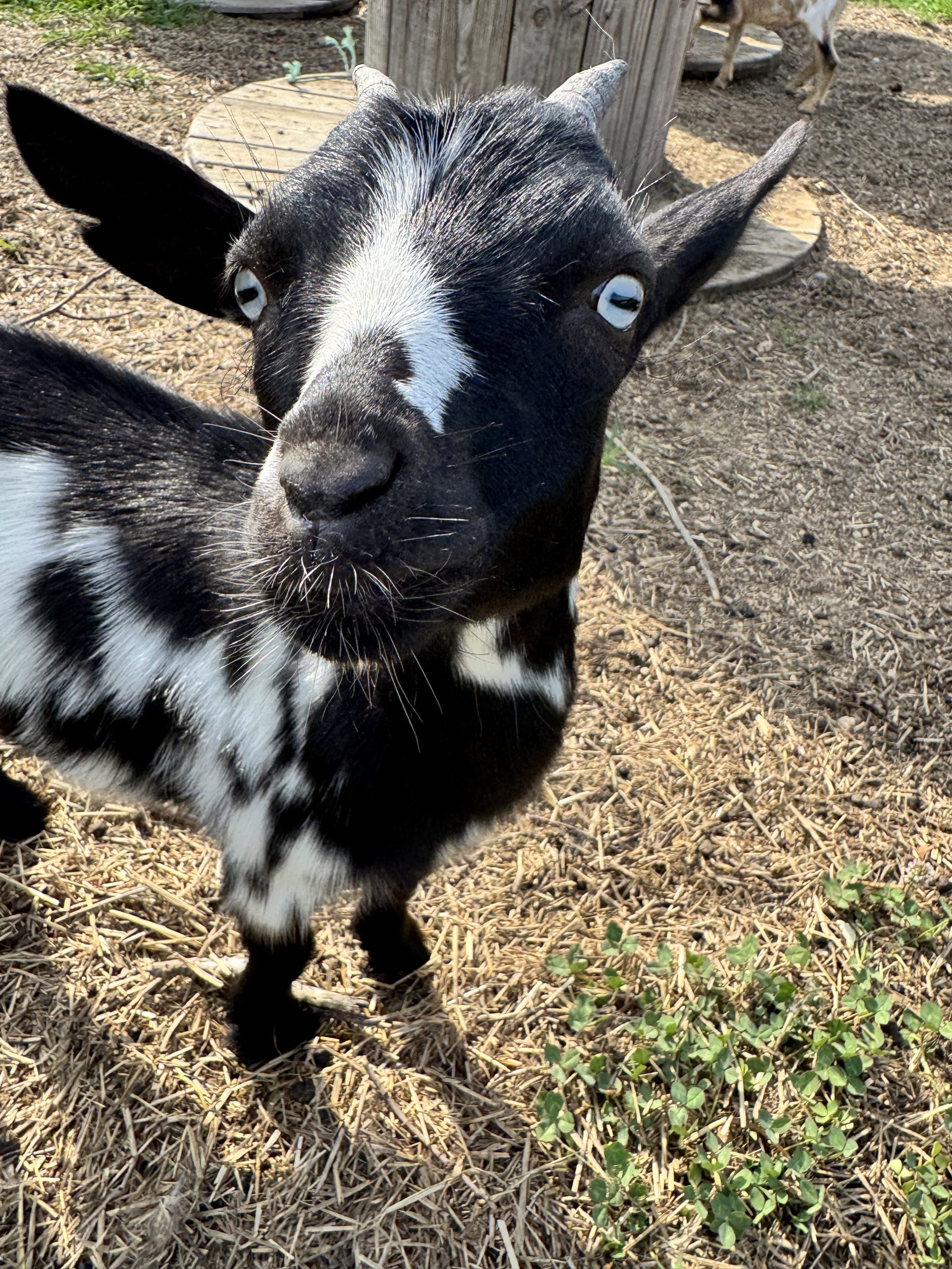 A black-and-white goat from the When Goats Fly herd looking at the camera